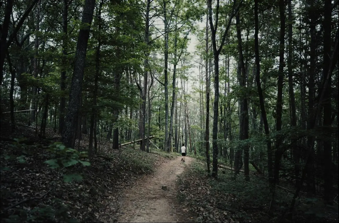 Chestnut Forest of Palaiochori 